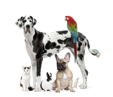 photo of various species of pets
