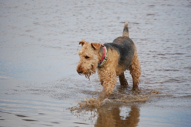 Airedale Terrier in water