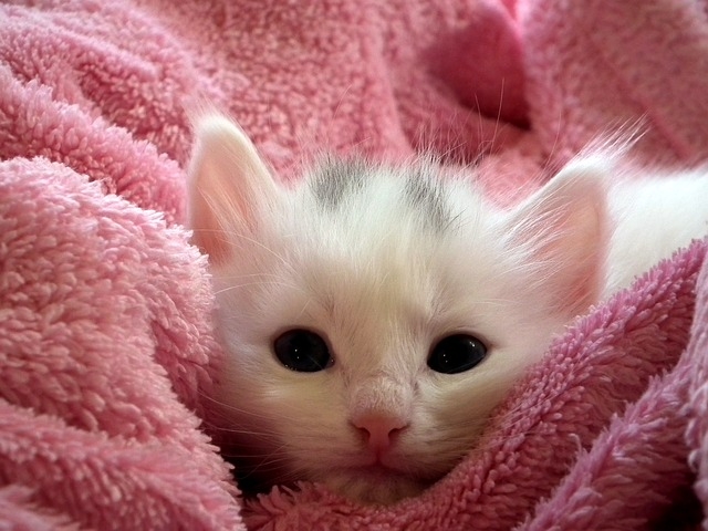 Cat In Towel
