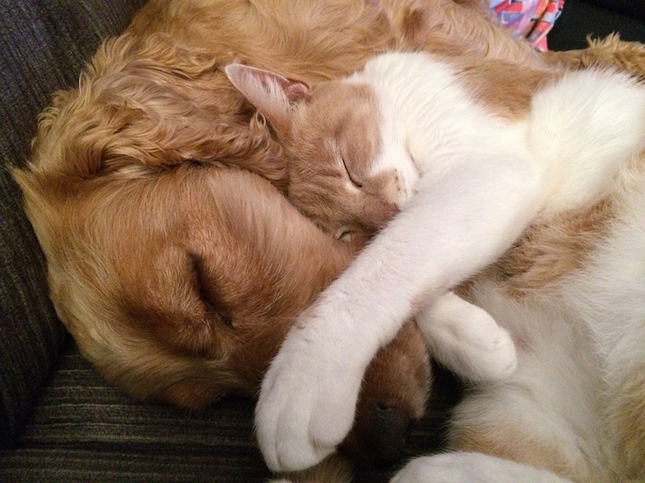 Cat and Dog Cuddle