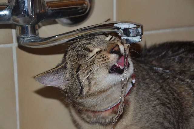 Cat Drinking From Tap