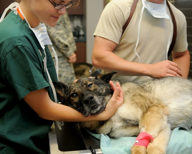 Dog Emergency Veterinary Care