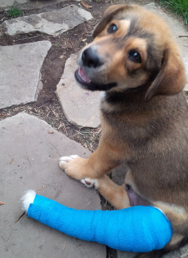 Puppy With A Broken Leg
