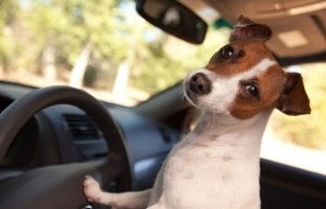 dog driving the car