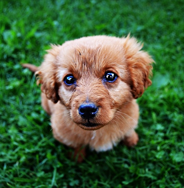Puppy In Grass