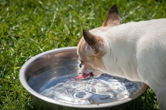Chihuahua drinking water outside in summer