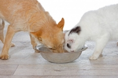 Dog and Cat Eating From The Same Bowl