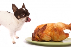 dog wants to eat the Thanksgiving turkey dinner