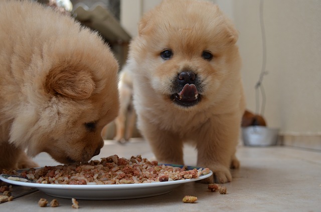 Dogs Eating