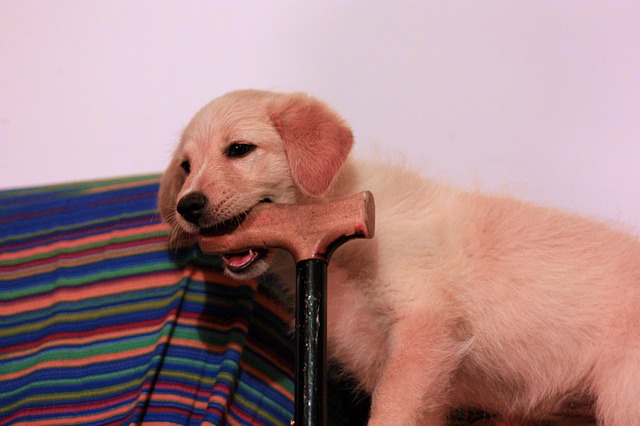 Puppy Chewing On Cane